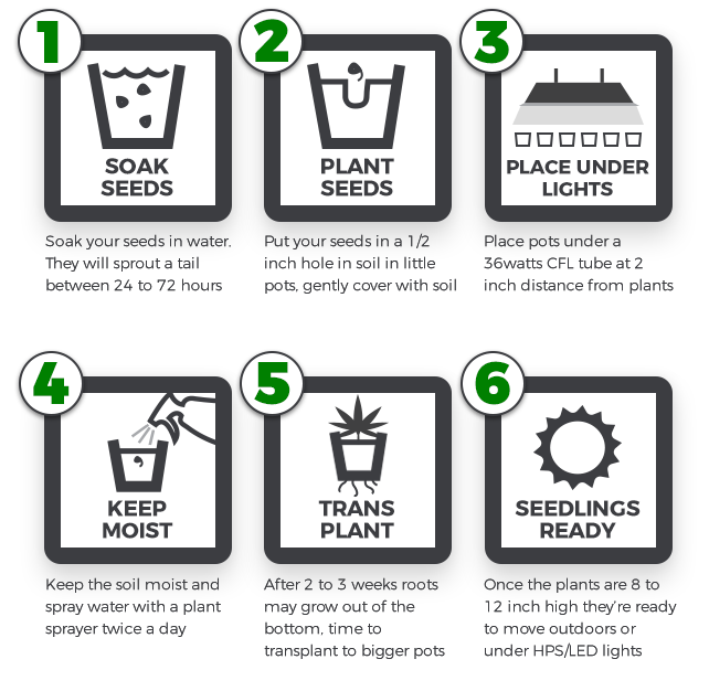 marijuana germination instructions