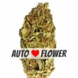 AK-47 Autoflower Marijuana Bud