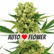 Amnesia Haze Autoflower Mix Pack Seed Variety Pack