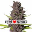 Blue Dream Autoflower Marijuana Seeds