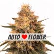 Bruce Banner Autoflower Marijuana Seeds