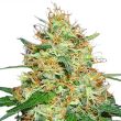 candy kush feminized marijuana seeds