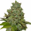 Do si dos feminized marijuana seeds