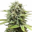 Fire OG Feminized Marijuana Seeds