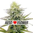 fruity pebbles autoflower marijuana seeds