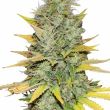 gold leaf feminized marijuana seeds