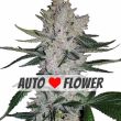 Gorilla Glue Autoflower Super Mix Pack Seed Variety Pack