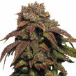 Green Crack feminized marijuana seeds