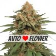 LA Kush Cake Autoflower Marijuana seeds