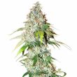 OG Kush feminized cannabis seeds