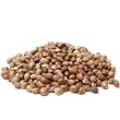 Peanut Butter Breath Feminized Weed seeds