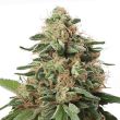 Peanut Butter Breath Feminized Weed seeds