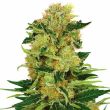 Pineapple Haze feminized marijuana seeds