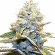 Skywalker OG feminized cannabis seeds