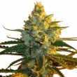 Super Lemon Haze Feminized Sativa Mix Pack Seed Variety Pack