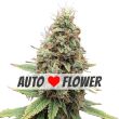 tangie autoflower marijuana seeds