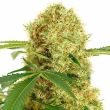 white widow feminized marijuana seeds