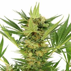 AK-47 Feminized Marijuana seeds