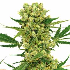 Amnesia Haze Feminized Weed seeds