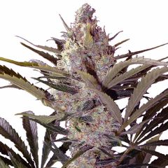 Black Widow Feminized Marijuana Seeds