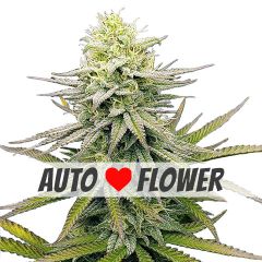 fruity pebbles autoflower marijuana seeds