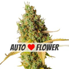 grapefruit autoflower marijuana seeds