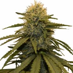 LSD feminized marijuana strain