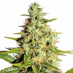 Afghan Feminized Marijuana Seeds