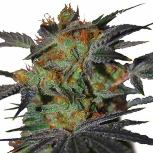 Agent Orange Feminized Marijuana Seeds