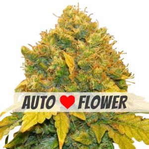 Banana Kush Autoflower Marijuana Seeds