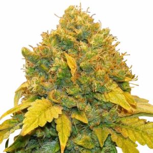 Banana Kush Feminized Marijuana Seeds