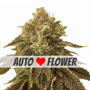 Biscotti autoflower marijuana seeds