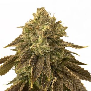 Biscotti feminized marijuana seeds