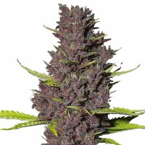 Blue Dream Feminized Marijuana Seeds