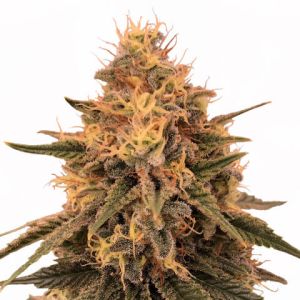 Bruce Banner Feminized Marijuana Seeds