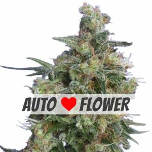 Bubba Kush Autoflower Marijuana Seeds