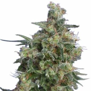 Bubba Kush Feminized Marijuana Seeds