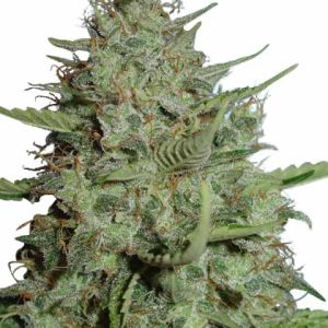 California Dream Feminized Marijuana Seeds