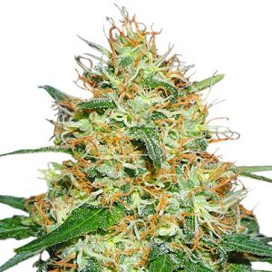 candy kush feminized marijuana seeds