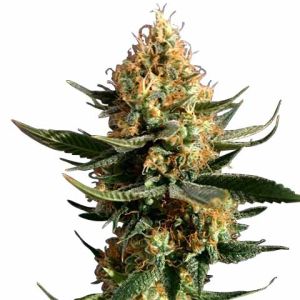 Chemdawg Feminized Cannabis Seeds