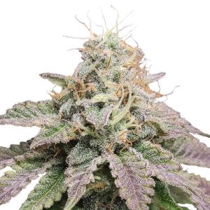 Cherry Pie Feminized Marijuana Seeds