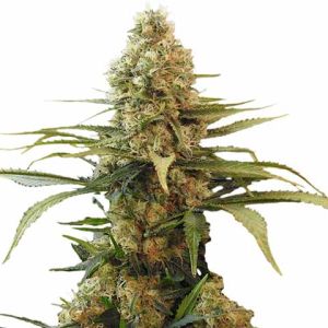 Chronic Widow Feminized Marijuana Seeds