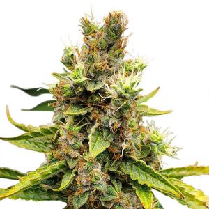 cookies and cream feminized marijuana seeds