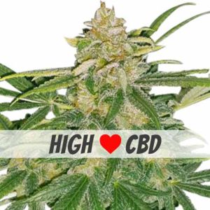 Critical Mass CBD Feminized Cannabis Seeds