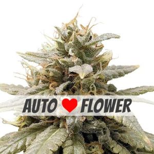 Durban Poison Autoflower Marijuana Seeds