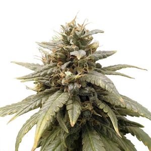 Durban Poison Feminized Marijuana Seeds