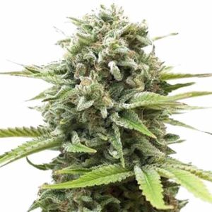 Fire OG Feminized Marijuana Seeds