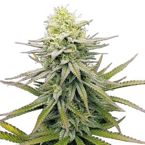 fruity pebbles feminized marijuana seeds