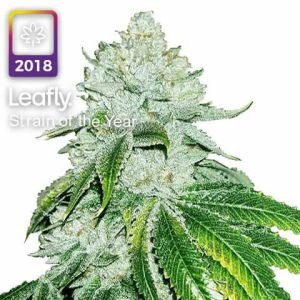 gelato leafly strain of the year 2018