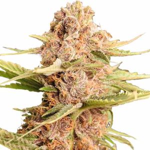 Girl Scout Cookies Extreme Feminized Marijuana Seeds